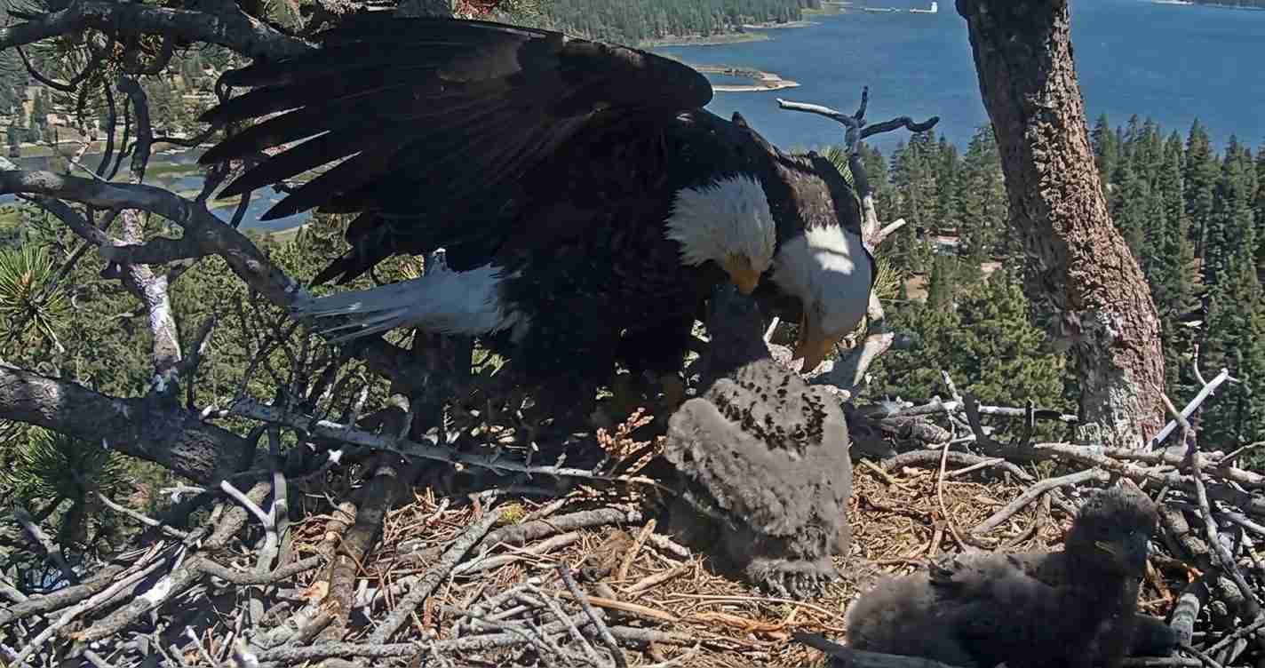 Adult bald eagle with wings spread over a nest containing a fluffy eaglet, high in a pine tree above a blue lake and forested shoreline.
