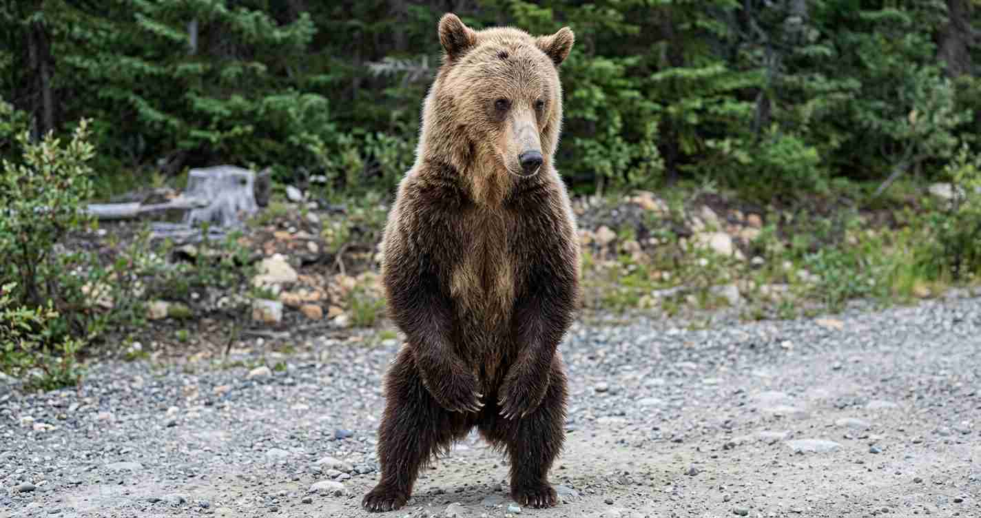 Brown bear standing on its hind legs on a rocky forest path, facing the camera with trees in the background.