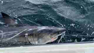 Great white shark beside a boat, with its head near the water and waves splashing against the hull, seen through a windowed cabin.