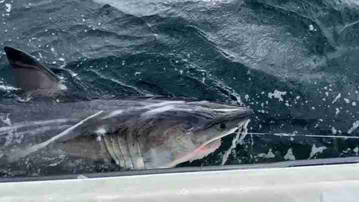 Great white shark beside a boat, with its head near the water and waves splashing against the hull, seen through a windowed cabin.
