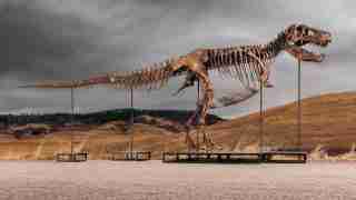 Life-sized dinosaur skeleton sculpture mounted on metal supports in a dry grassland under a cloudy sky.