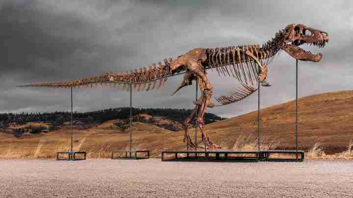 Life-sized dinosaur skeleton sculpture mounted on metal supports in a dry grassland under a cloudy sky.