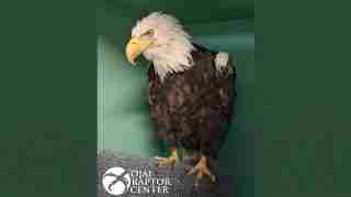 Bald eagle with white head and yellow beak standing on a gray textured surface, green backdrop, logo with bird silhouette in the lower left corner.