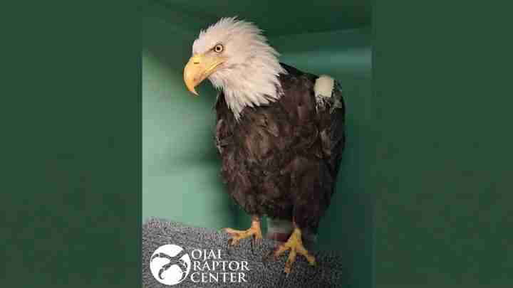 Bald eagle with white head and yellow beak standing on a gray textured surface, green backdrop, logo with bird silhouette in the lower left corner.