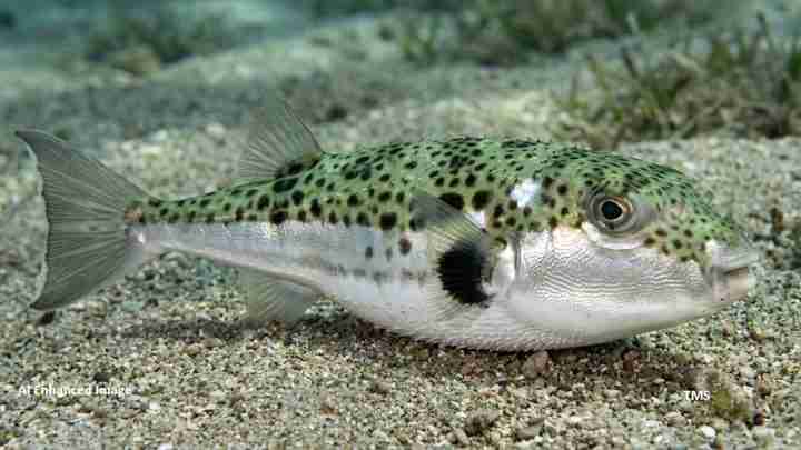 Green-spotted pufferfish resting on a sandy ocean floor.