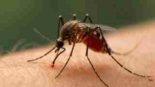 Close-up of a mosquito feeding on human skin, with a tiny red blood droplet at its proboscis.