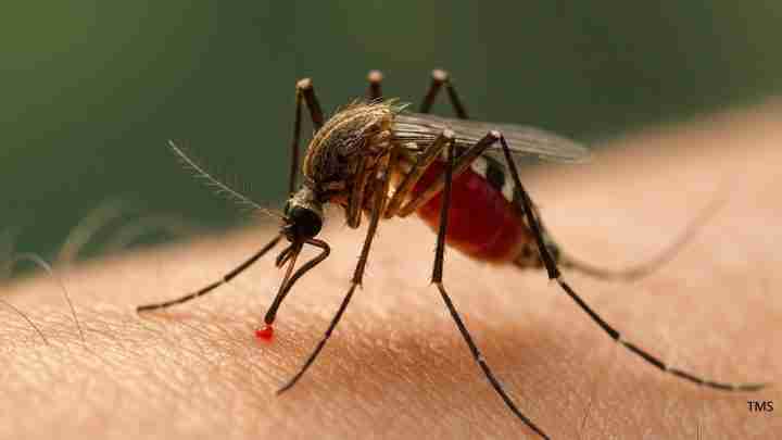 Close-up of a mosquito feeding on human skin, with a tiny red blood droplet at its proboscis.